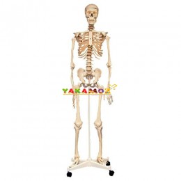 İskelet Modeli,İskelet,Anatomik Modeller,Fen Köşesi,Anaokulu Malzemeleri, Okul Öncesi Eğitim Araçları, Eğitim Araçları