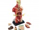 İnsan Vücudu,Anatomik Modeller,Fen Köşesi, Sağlık Köşesi,Anaokulu Malzemeleri, Okul Öncesi Eğitim Araçları, Eğitim Araçları