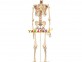İskelet Modeli,İskelet,Anatomik Modeller,Fen Köşesi,Anaokulu Malzemeleri, Okul Öncesi Eğitim Araçları, Eğitim Araçları
